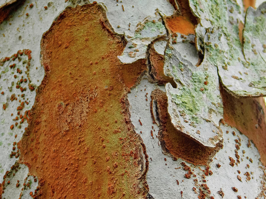 Peeling tree bark Photograph by Jo M - Fine Art America