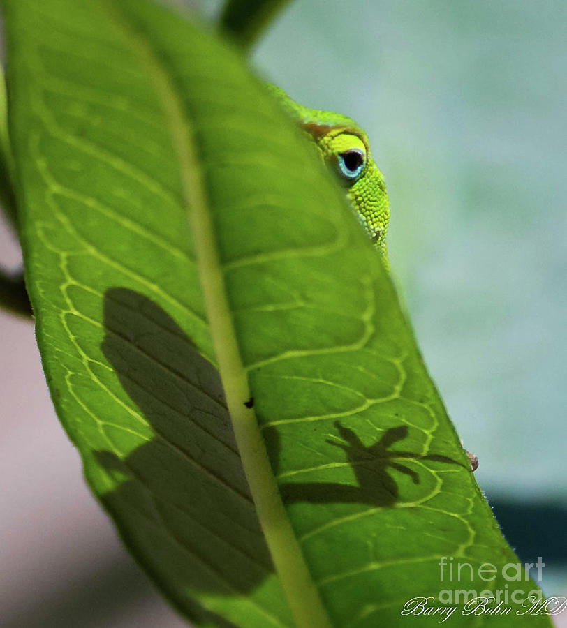 Peeping Anole Photograph by Barry Bohn