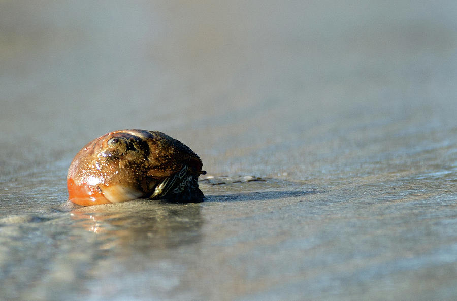 Peeping Sharkseye Sea Snail Photograph by Bruce Gourley