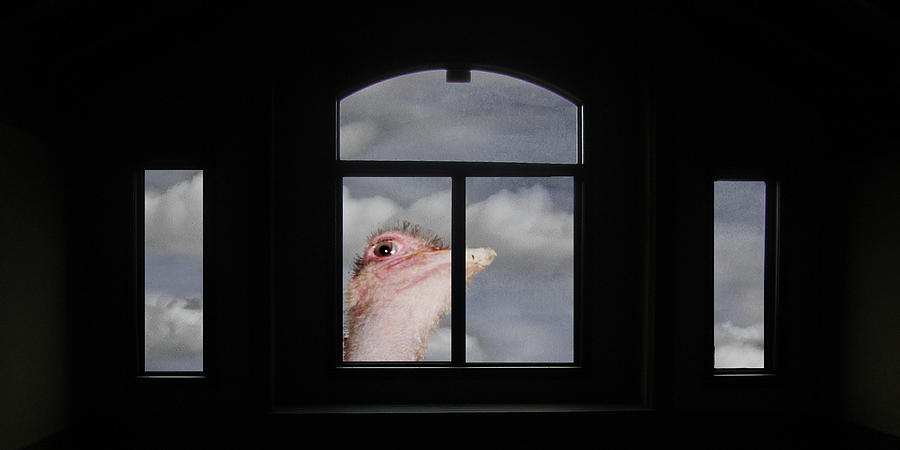 Peeping Tom Ostrich Photograph by Wayne King