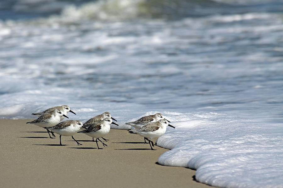 Nature Photograph - Peeps at the Shore by Stacey Steinberg