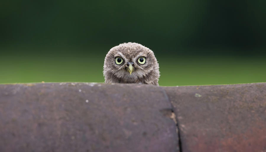 Peering Little Owlet Photograph by Pete Walkden