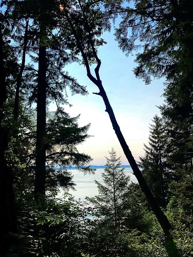 Peering Through the Trees Photograph by Geddes Watt - Fine Art America