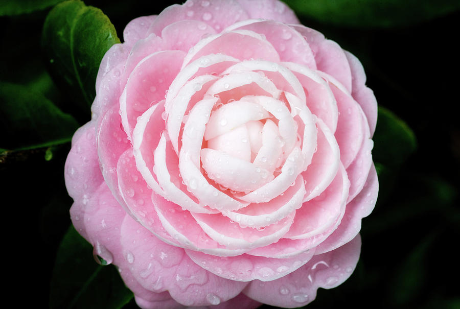 Pefectly Pink Camellia X102 Photograph by Rich Franco