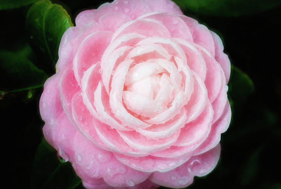 Perfectly Pink Camellia X103 Photograph by Rich Franco