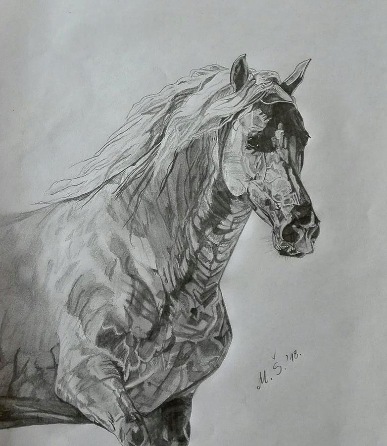 Horse Drawing - Pegaz by Melita Safran
