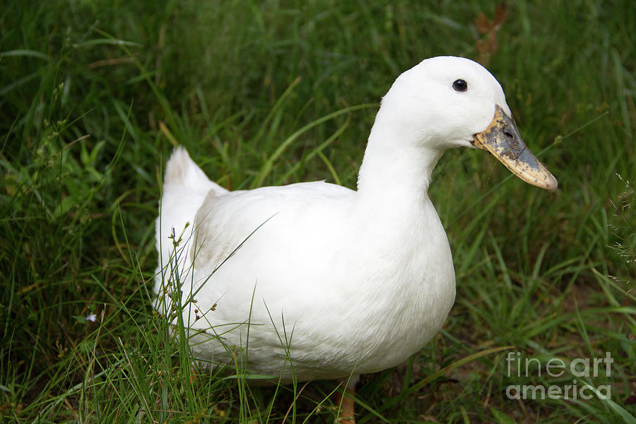 Pekin Duck Photograph by Jeannette Hunt