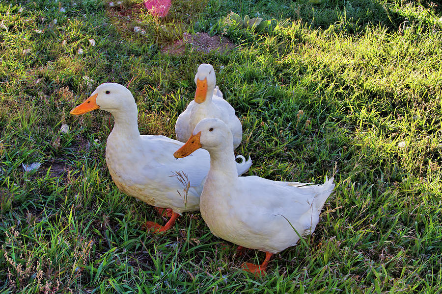 Peking Ducks Photograph by Alana Thrower