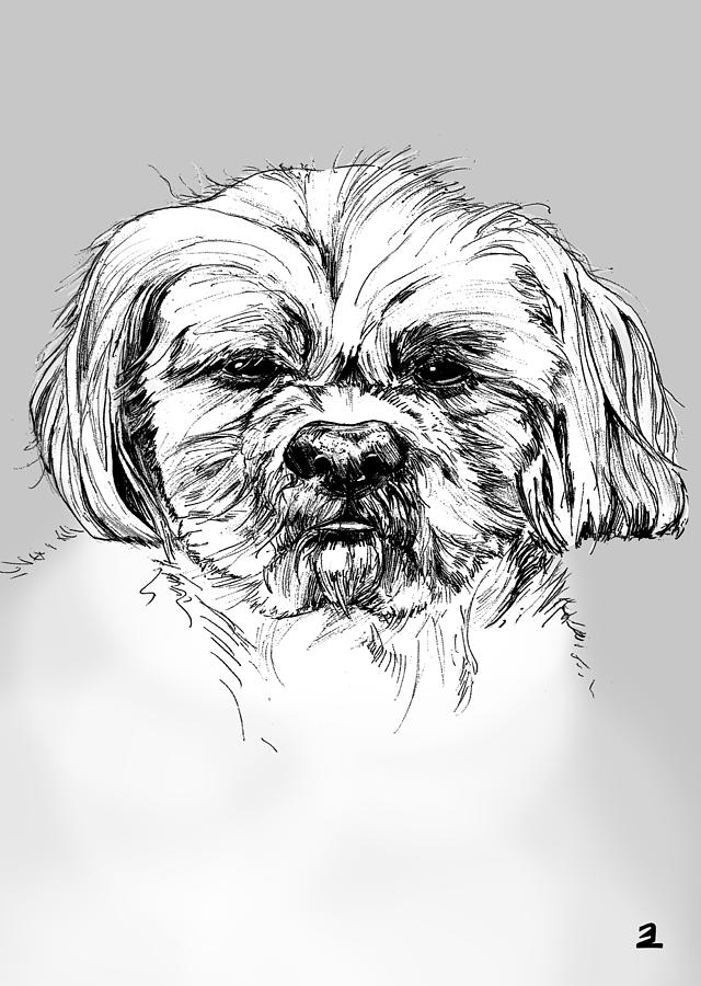 Pekingese Dog Drawing By Zebrito Art