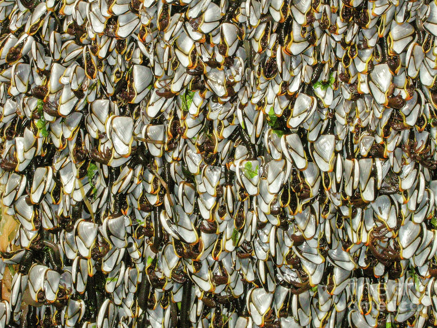 Olympic National Park Photograph - Pelagic Goose Barnacles Washed Ashore by Nancy Gleason