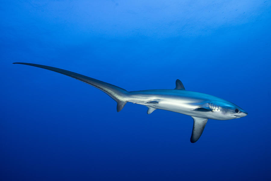 Pelagic thresher shark, Alopias pelagicus Photograph by Colors and shapes of underwater world