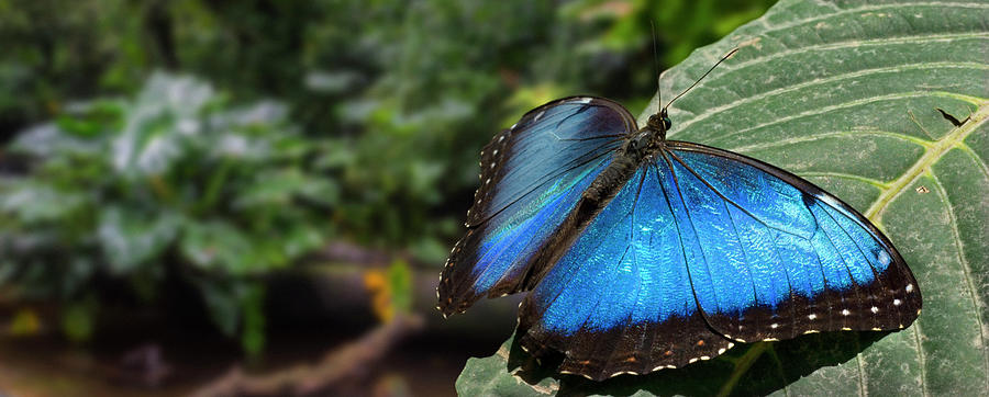 Peleides Blue Morpho Butterfly Photograph