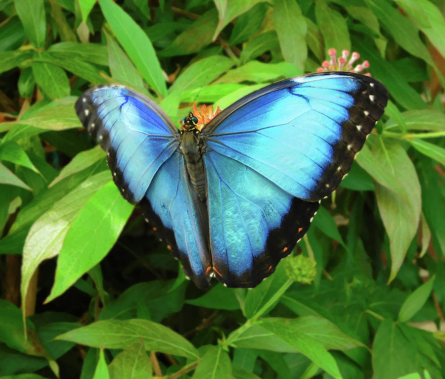 Butterfly Photograph - Peleides Blue Morpho Butterfly by Emmy Marie Vickers