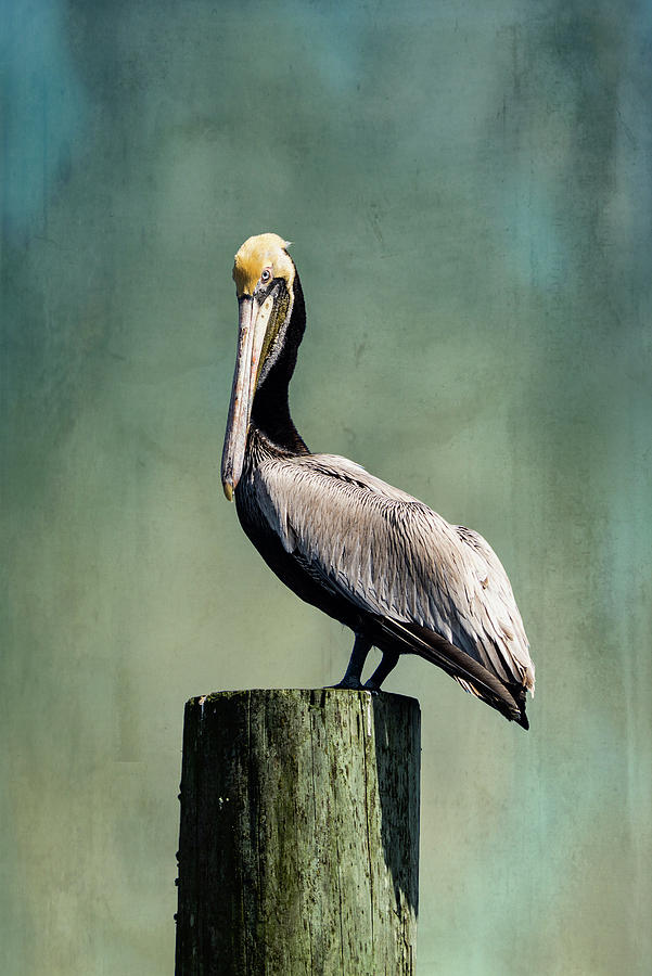 Pelican 2 Photograph by Richard Macquade