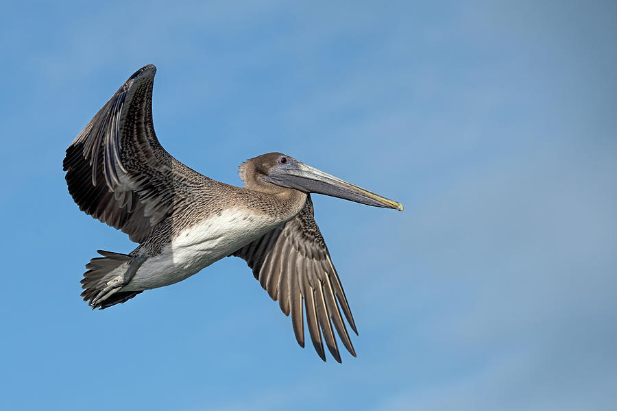 Pelican 2885 Photograph by Matthew Lerman | Fine Art America