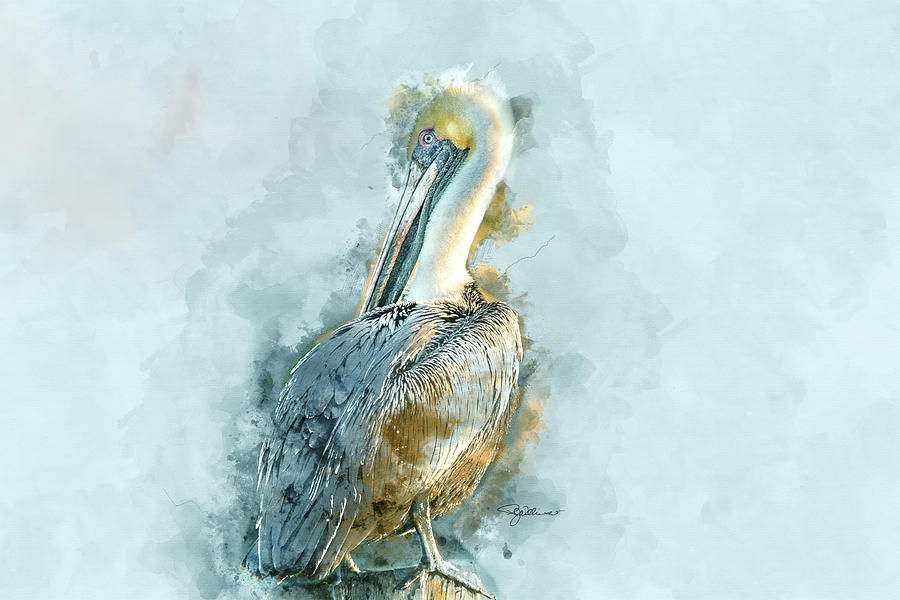 Pelican 3 Watercolor Digital Art by Pamela Williams