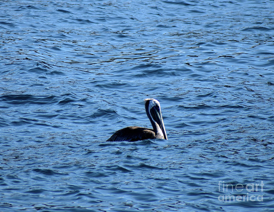 Pelican 443 Photograph by David Ragland