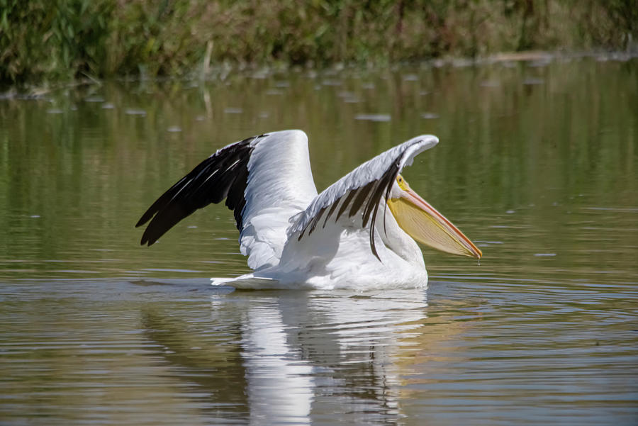 Pelican after landing  Photograph by Jeff Swan