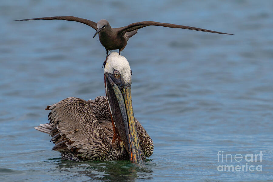 Pelican and Noddy Tern Relationship Photograph by Nancy Gleason