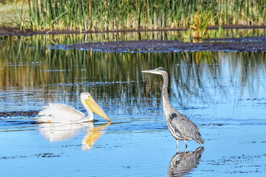 Pelican and Heron at Malheur Photograph by Dana Hardy - Fine Art America