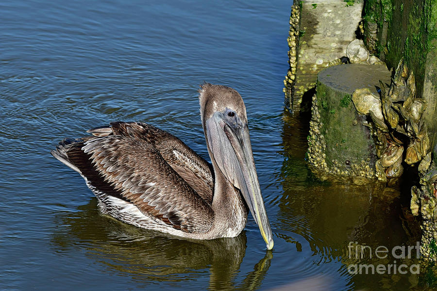 Pelican And Oysters Photograph by Kathy Baccari