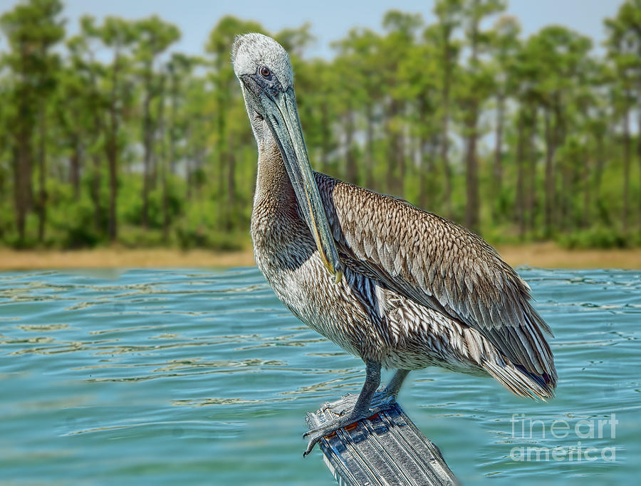 Pelican and Pines Painting by Judy Kay