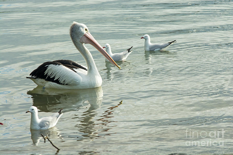 Bird Photograph - Pelican and Seagulls. Caboolture River at Beachmere Queensland Australia. by Christopher Edmunds