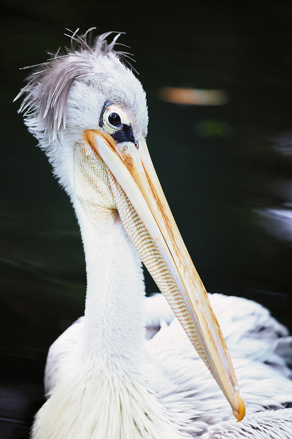 Pelican Photograph by Andrew Dernie