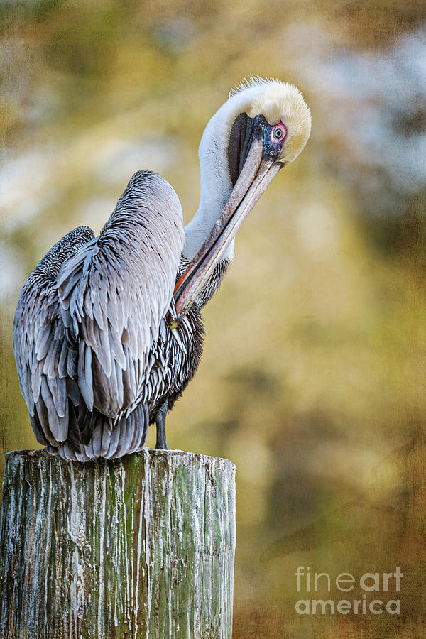 Pelican Photograph - Pelican Art by Joan McCool