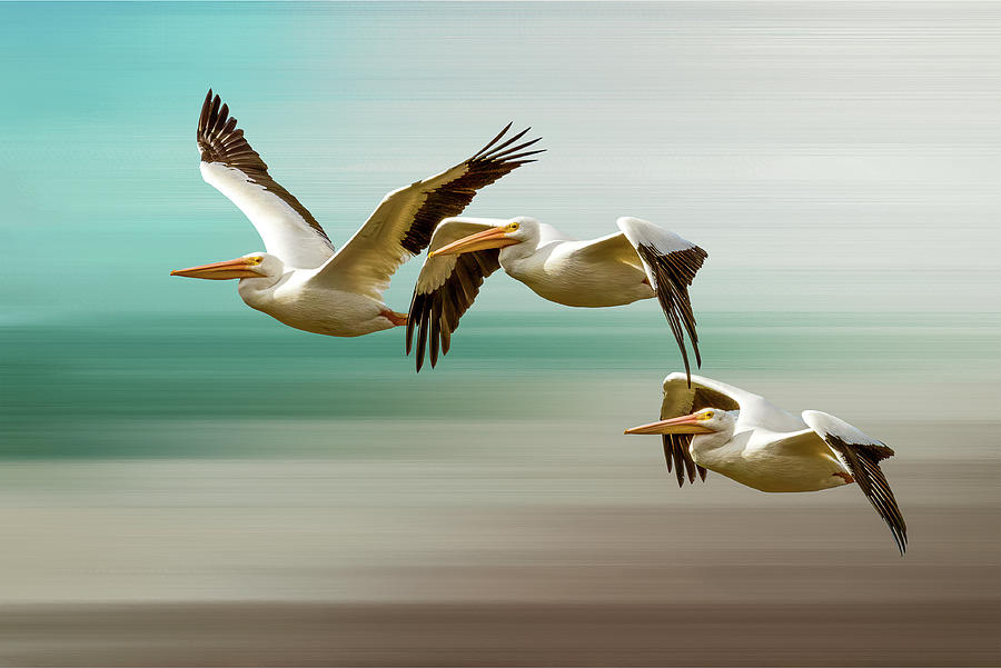 Pelican Art Photograph by Norman Peay