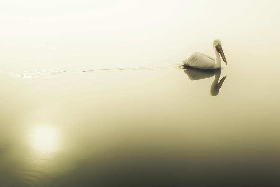 Pelican at Lake Kerkini Photograph by Ioannis Konstas