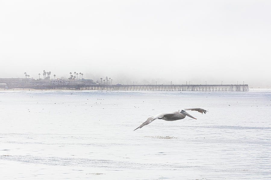 Pelican at Pismo Pier Photograph by Lars Mikkelsen