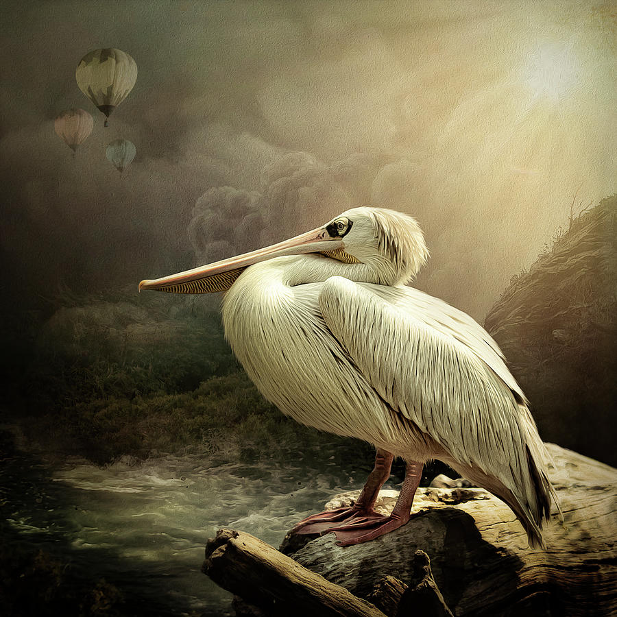 Pelican at Rest Digital Art by Maggy Pease