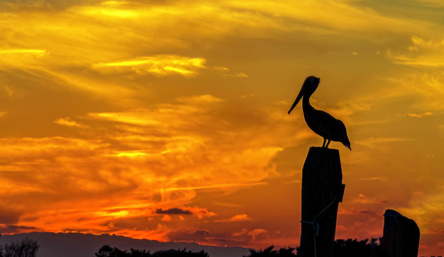 Pelican at Silver Lake Sunset Ocracoke Island 2014 _002 Photograph by Greg Reed