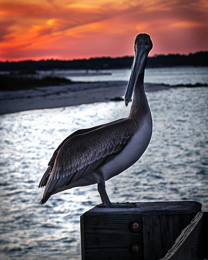 Pelican at Sunset Photograph by Kevin Senter