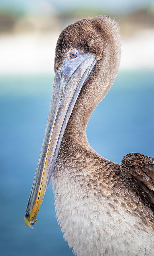 Pelican At The Beach Photograph by Jordan Hill