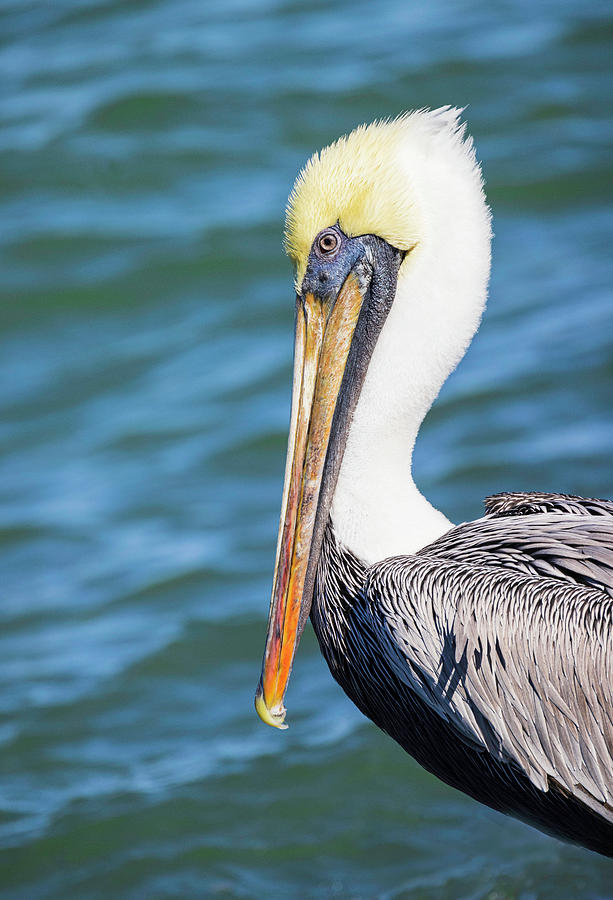 Pelican at the Inlet Photograph by Fran Gallogly