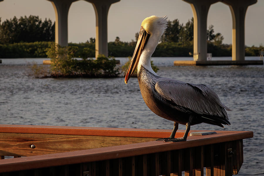 Pelican at the River Photograph by Les Greenwood