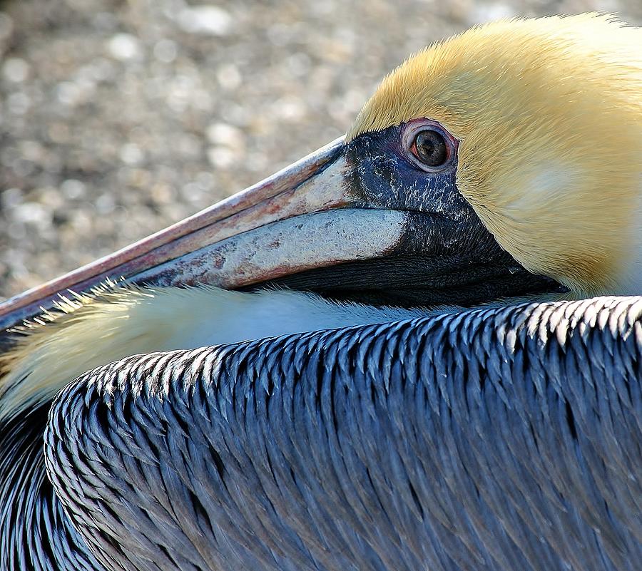 Pelican B Photograph by John Hintz