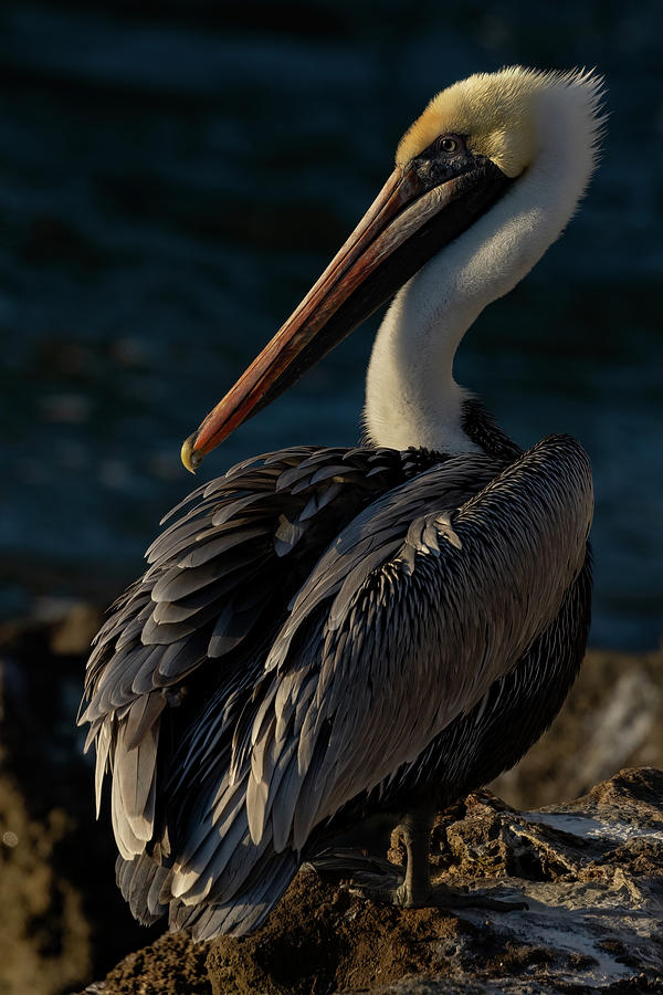 Pelican Basking in Morning Sun Photograph by RD Allen