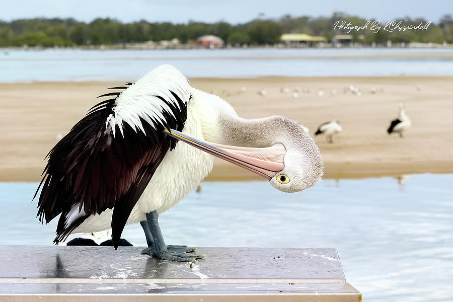 Pelican beauty 311 Digital Art by Kevin Chippindall