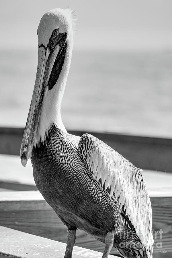 Pelican Beauty Grayscale Photograph by Jennifer White