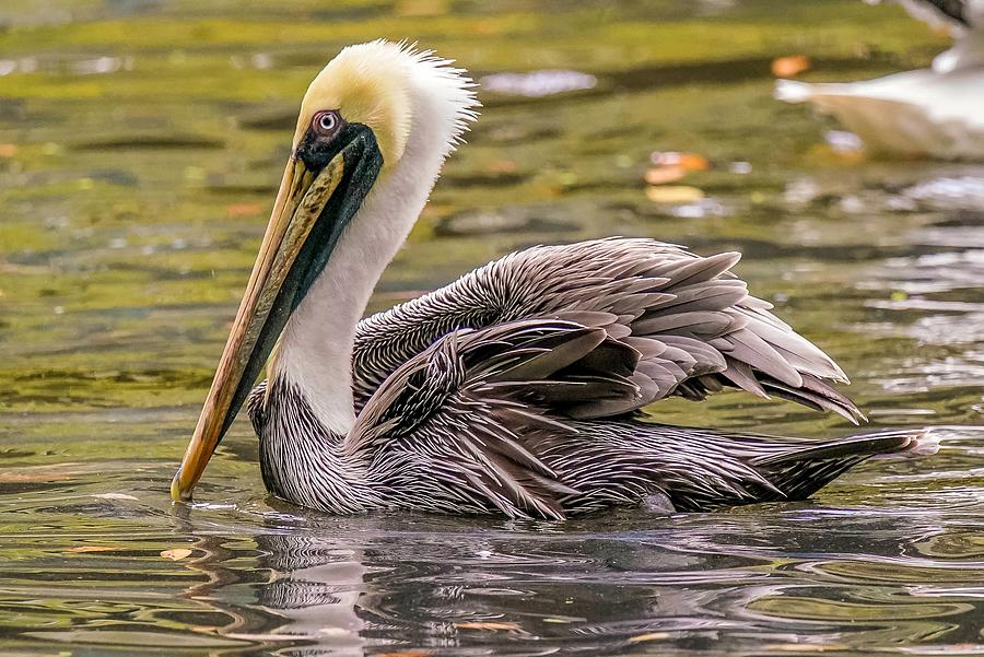 Pelican Beauty II Photograph by Susan Rydberg