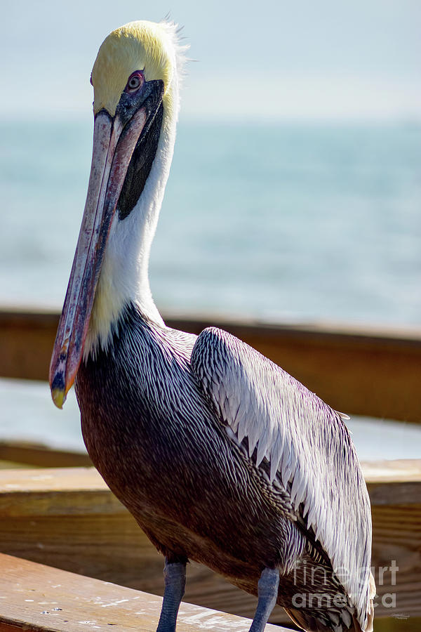 Pelican Beauty Photograph by Jennifer White