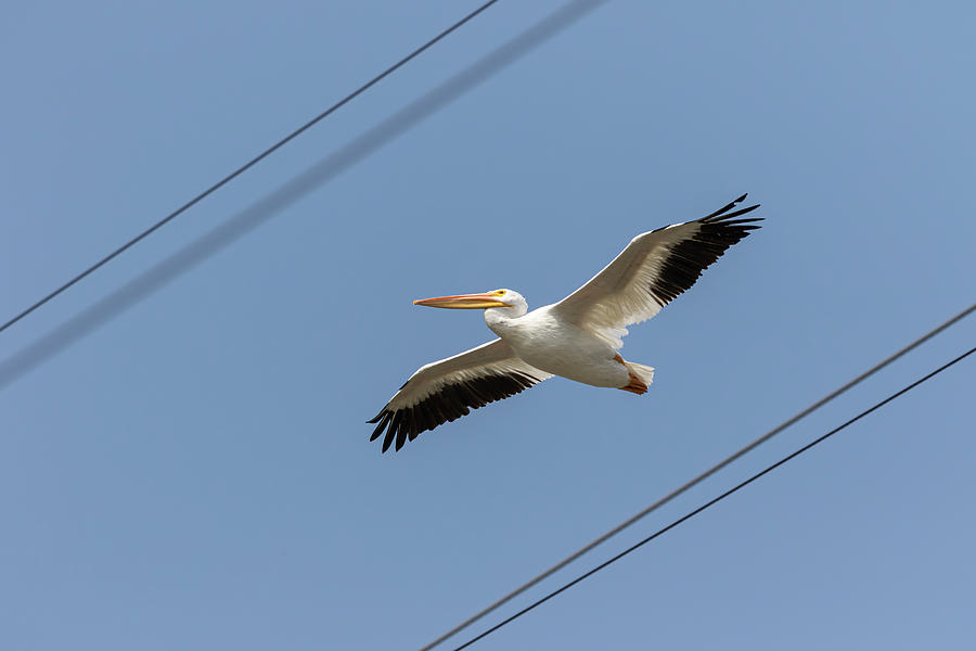 Pelican Between The Lines 2020 Photograph by Thomas Young