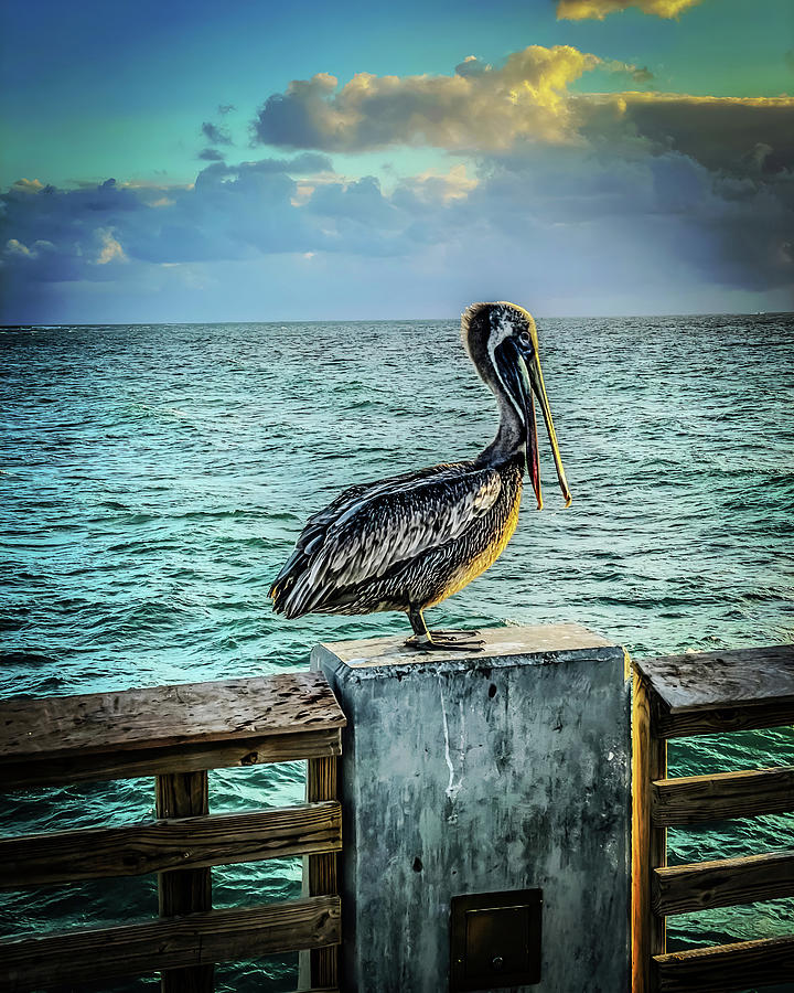 Pelican  Photograph by Bill Howard