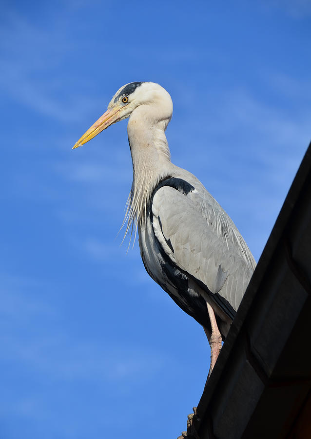 Pelican bird Photograph by Byoner
