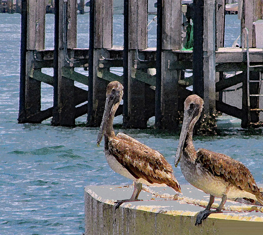 Pelican Buddies Photograph by Corinne Carroll