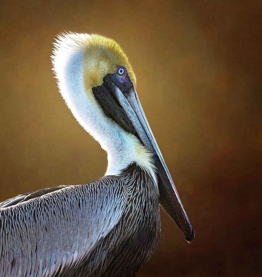 Pelican Photograph - Pelican by Chris St Michael