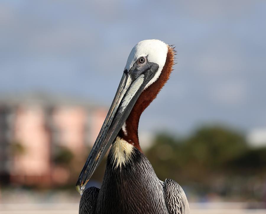 Pelican - Close Up 2 Photograph by Mingming Jiang